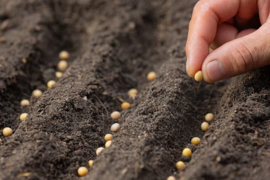 close-up shot of hand planting lentil seeds