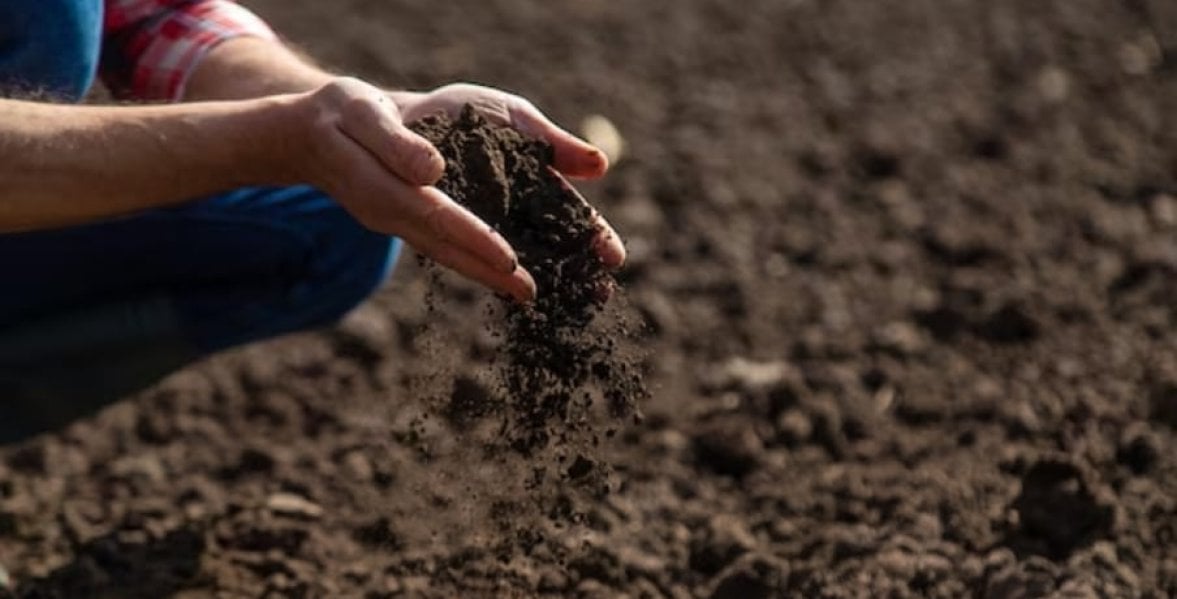 a man checking the soil for lentil planting