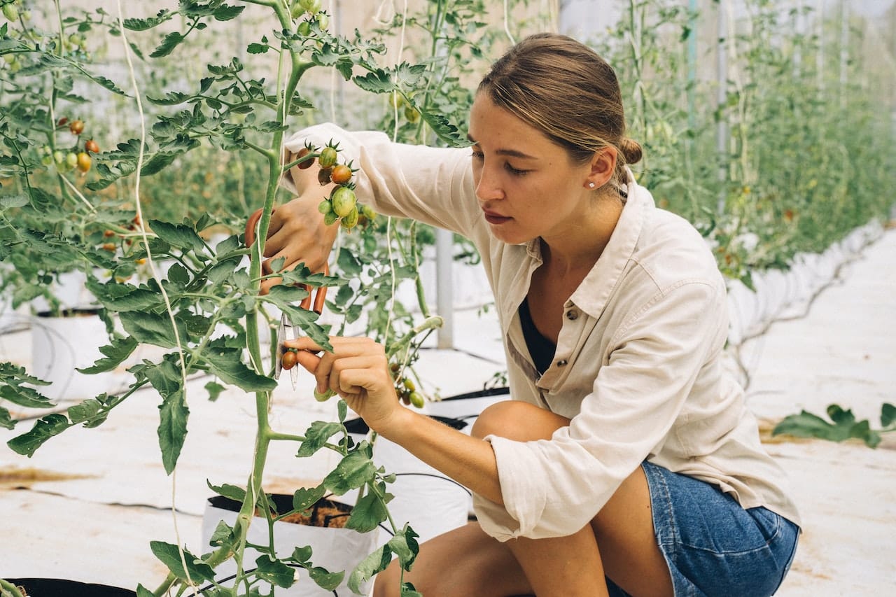 a woman pruning the tomato plant