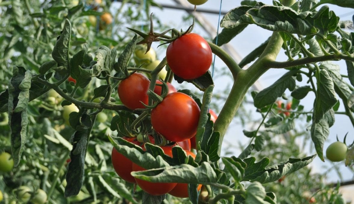 a tomato plant with curled leaves