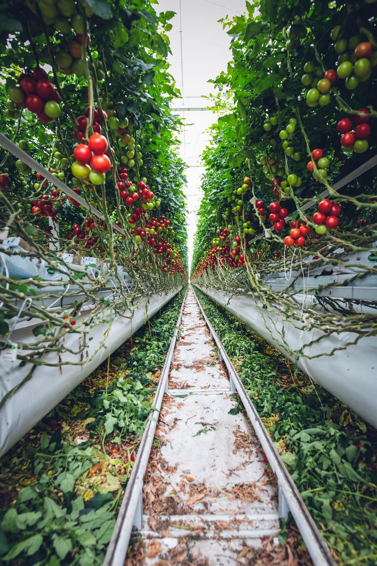 a green and red tomato plants on a train rail