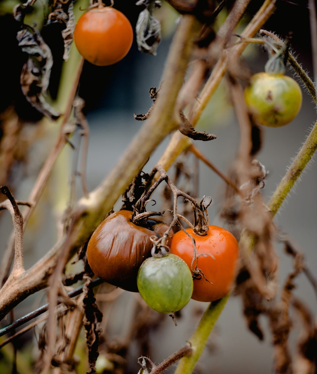 a tomato plant leaves turning brown and curling