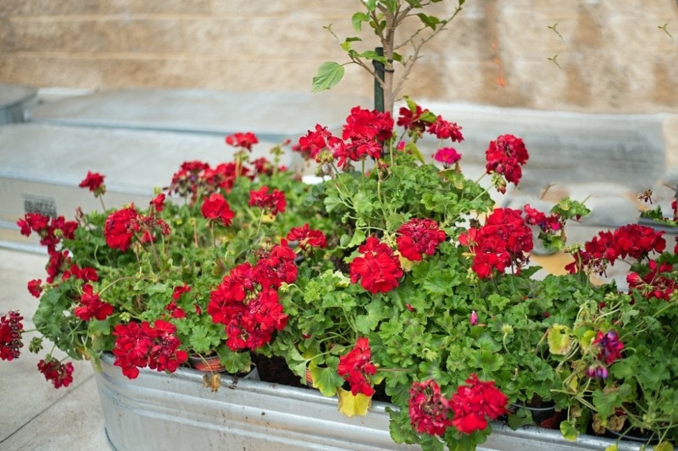 a galvanized steel planter with red flowers