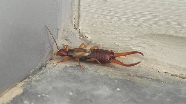 an earwig in the corner of a house