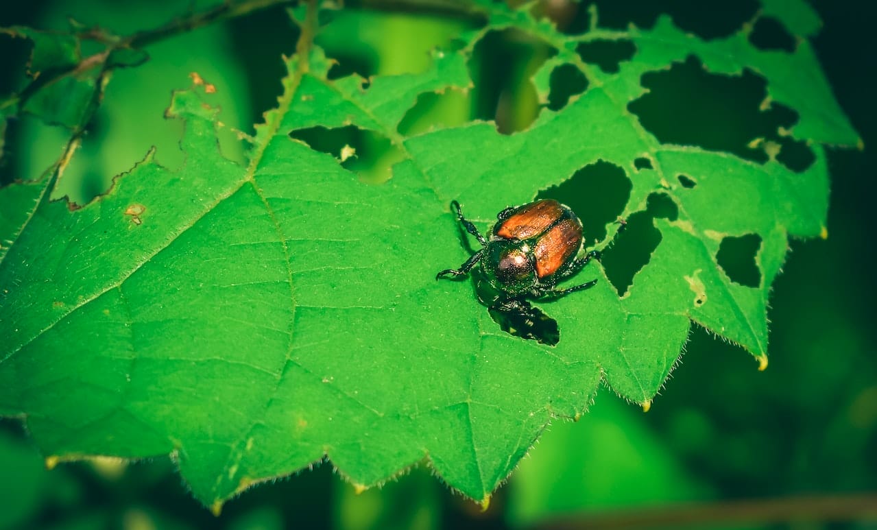a bean leaf beetle eating the plant leaf