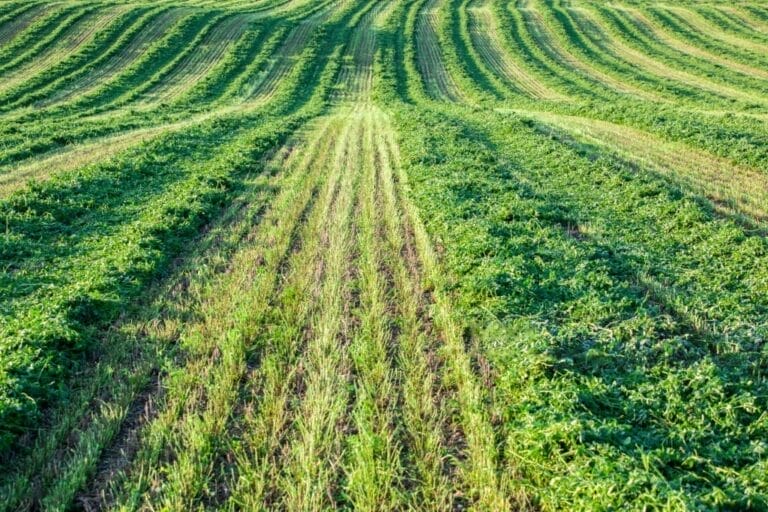 How to Grow Alfalfa Hay: A Comprehensive Guide for Best Yields