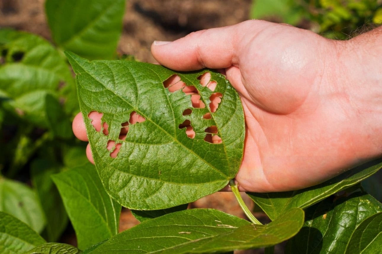 a hand holding a plant leaves with small holes