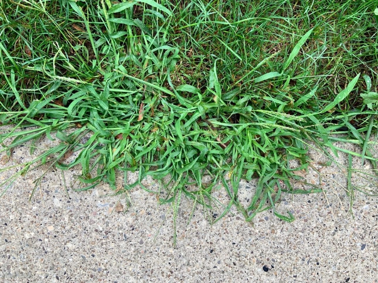 Close-up image of crabgrass