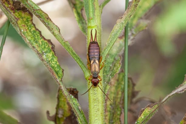 Aggressively Organic Signs of Earwig Infestation