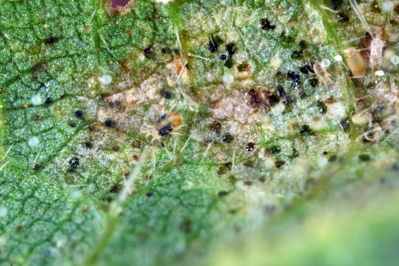 a majesty palm leaf with dark and brown spots, and spider mites
