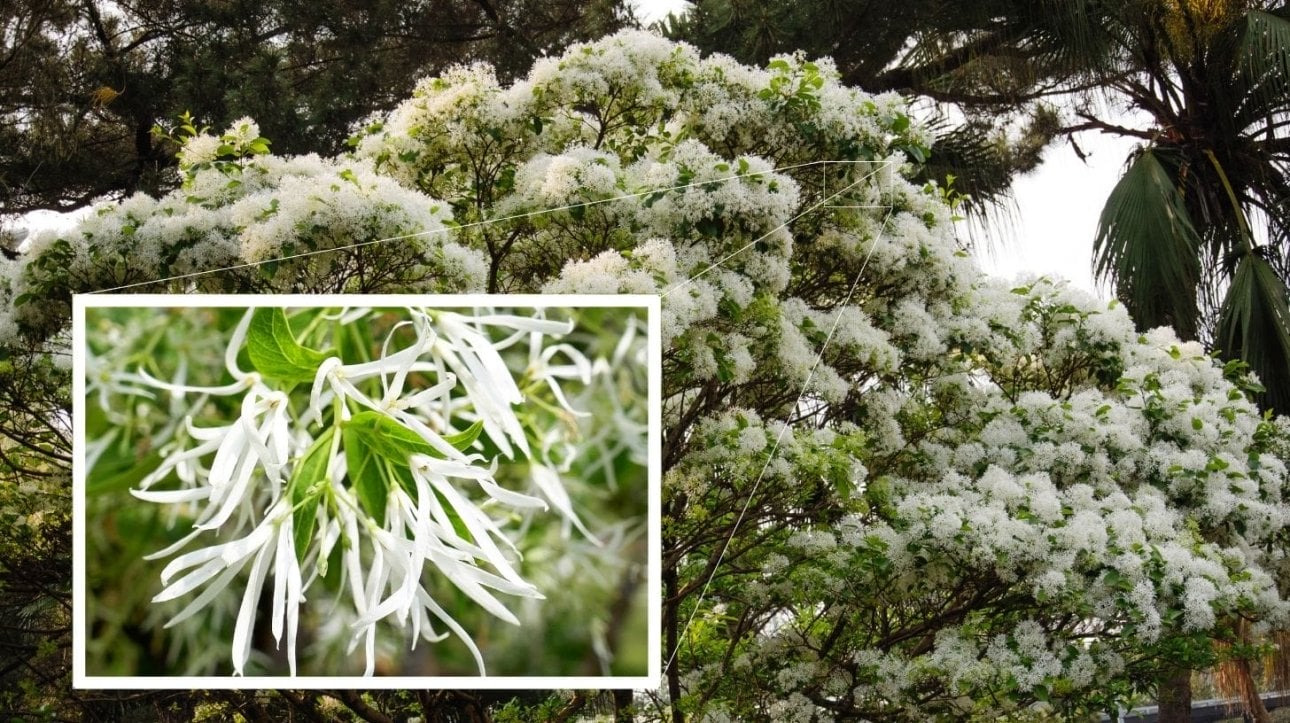 Close-up shot of a partial part of Fringe Tree in Full view.