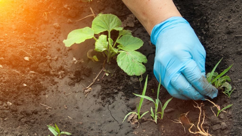 How Long After I Spray Roundup Can I Plant: Weed Warriors' Guide 6 A hand weeding.