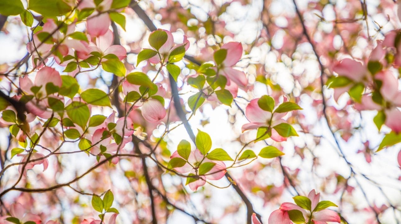 Close-up view of Pink Dogwood Tree's light pink flowers.