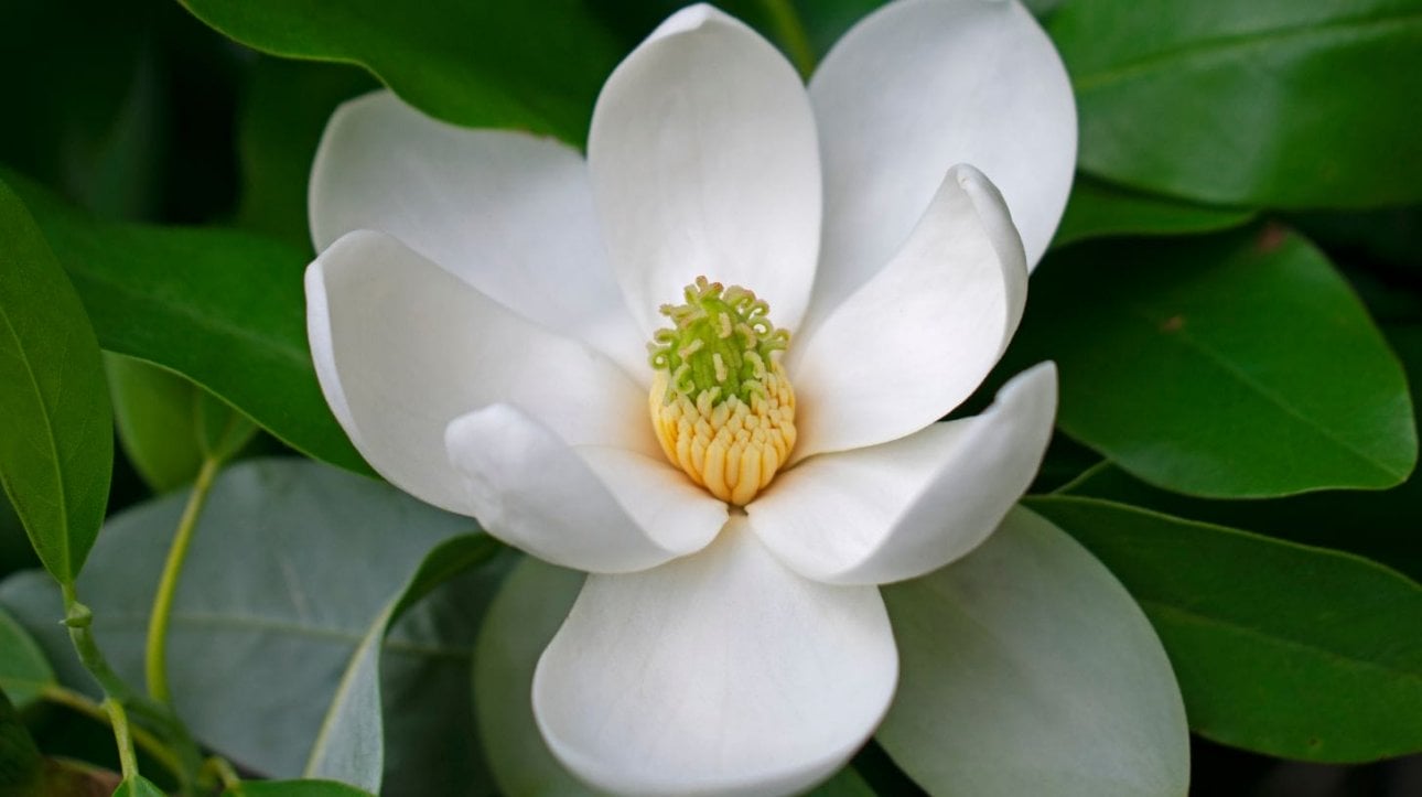 Close-up shot of Sweetbay Magnolia.