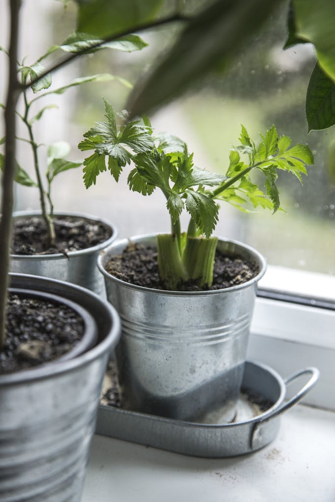 Herb seedlings on sunny windowsill with gardening accessories.