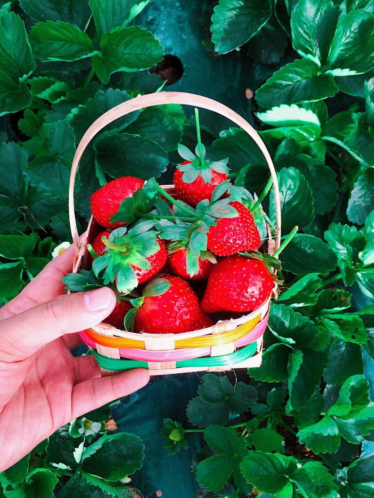 Planting strawberries, early spring, ripe berries.
