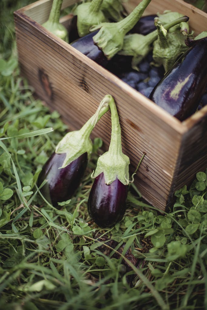 Transplanting eggplant seedlings into garden