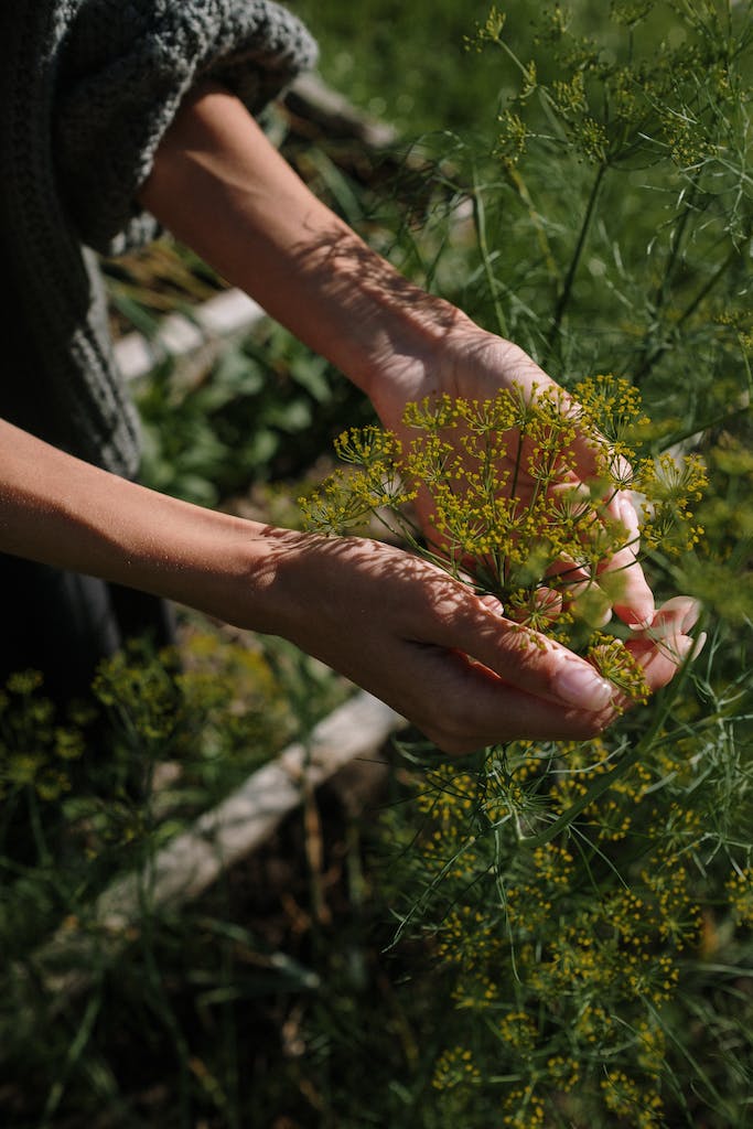 Transplanting herb seedlings into outdoor garden.  When to start herb seeds indoors?