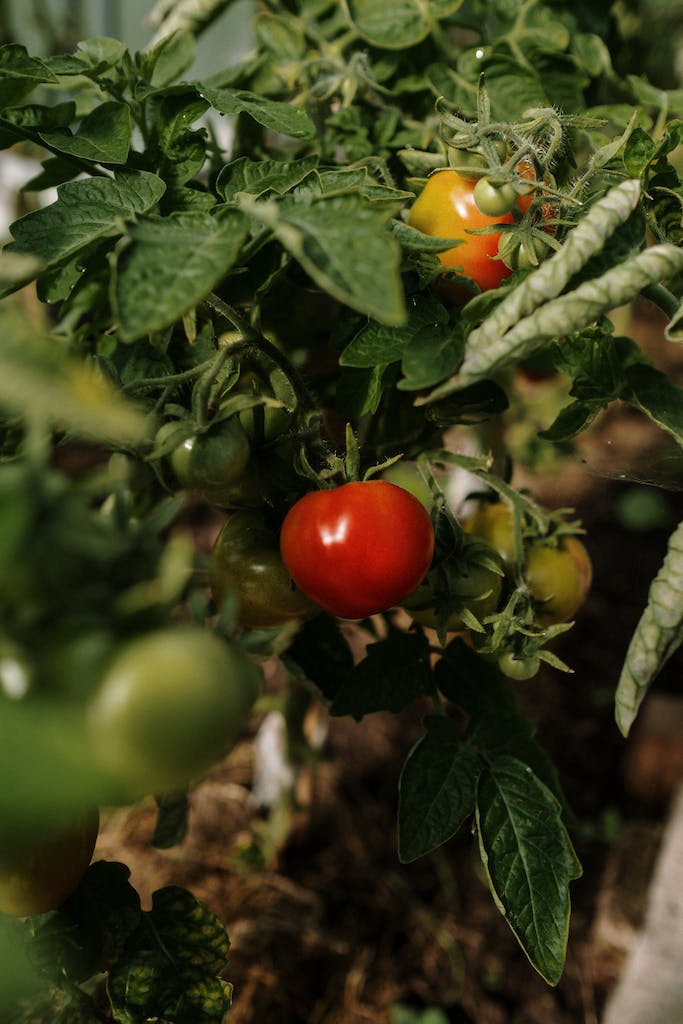 When to Plant Tomatoes in San Diego: Expert Gardening Tips in 2024