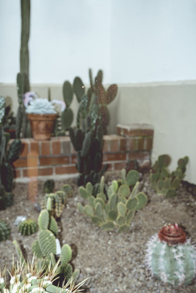 A cactus plant in a pot with a red brick wall
