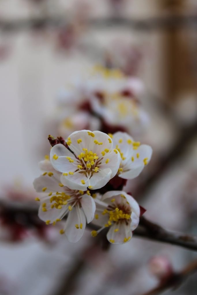 A close up of a flowering tree with yellow and white flowers