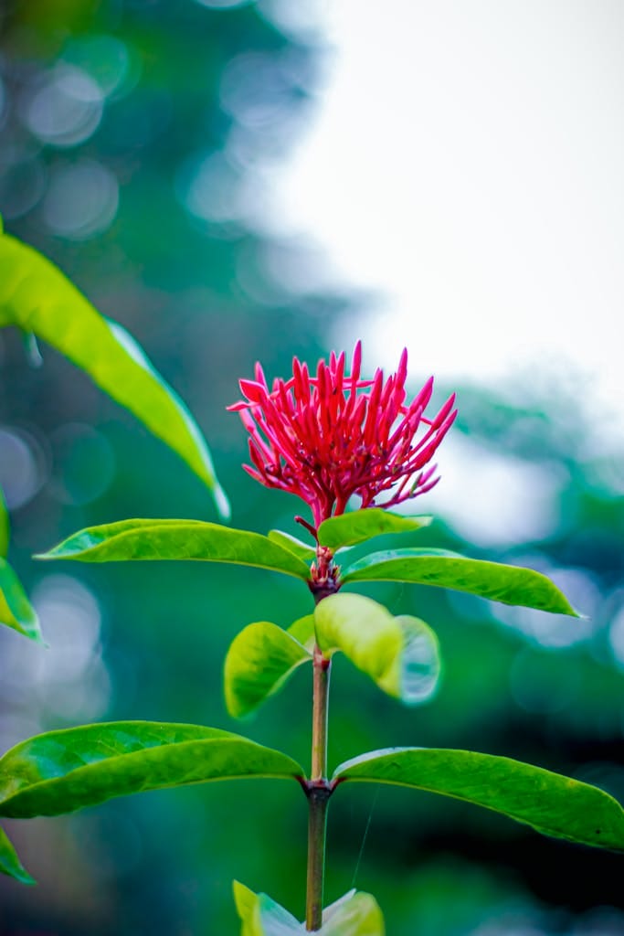 A red flower with green leaves in the background. zz plant flower meaning