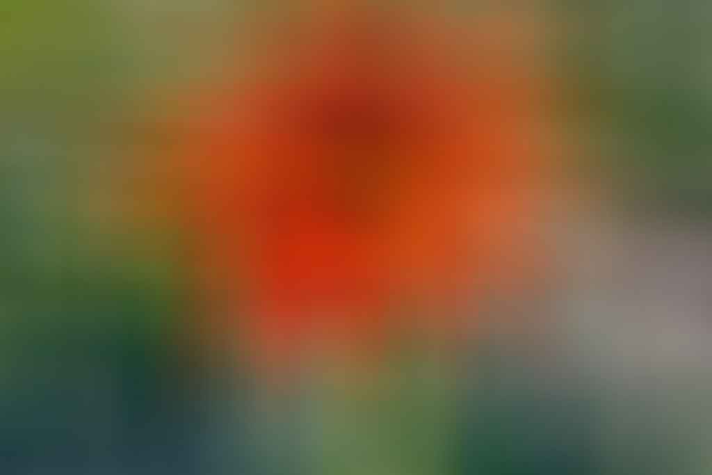 A single orange flower in the middle of a field