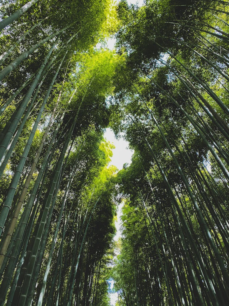 Bamboo forest with row of trees on sunny day