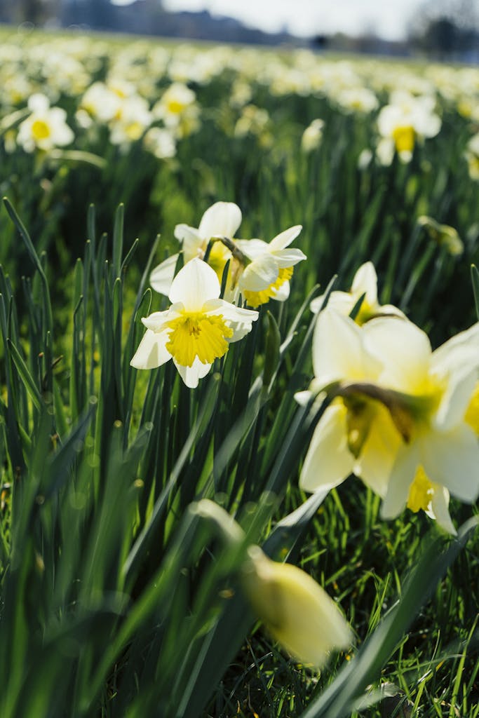 Daffodils in a field with green grass. yanten planta in english