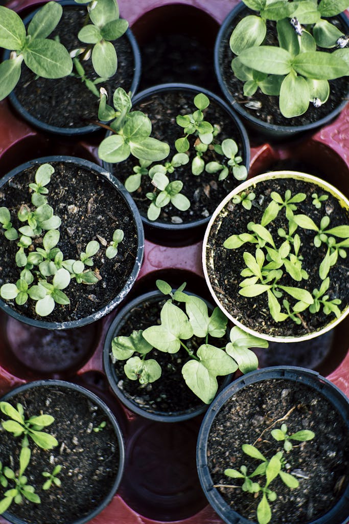 Inside Herb Garden Ideas: Create a Thriving Indoor Herb Oasis in 2024