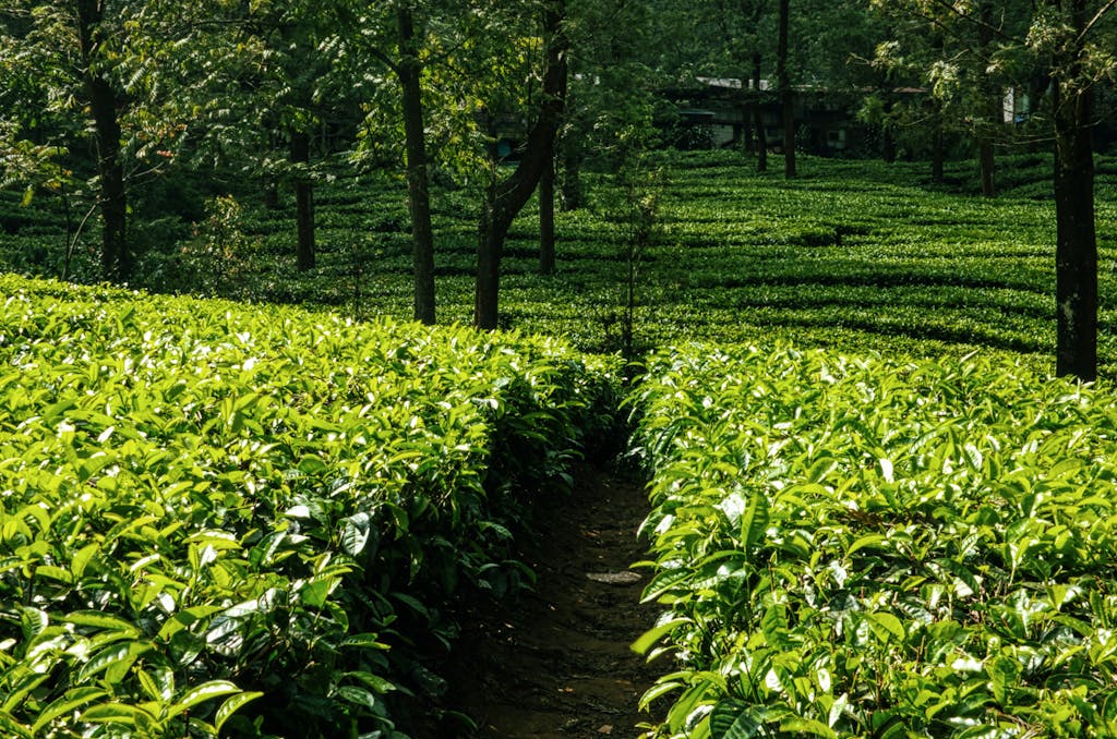 Green plantation with path in middle in summer