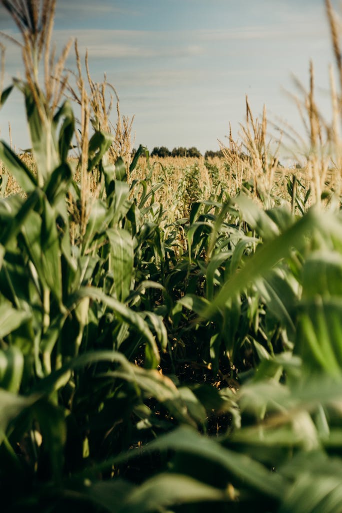 Healthy corn field with farmer