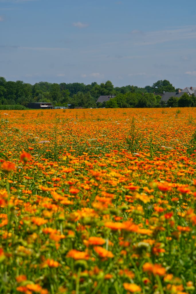 Marigolds on Field