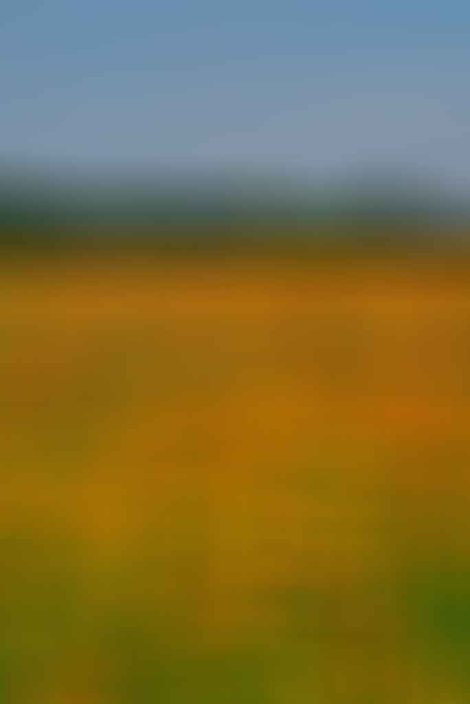Marigolds on Field