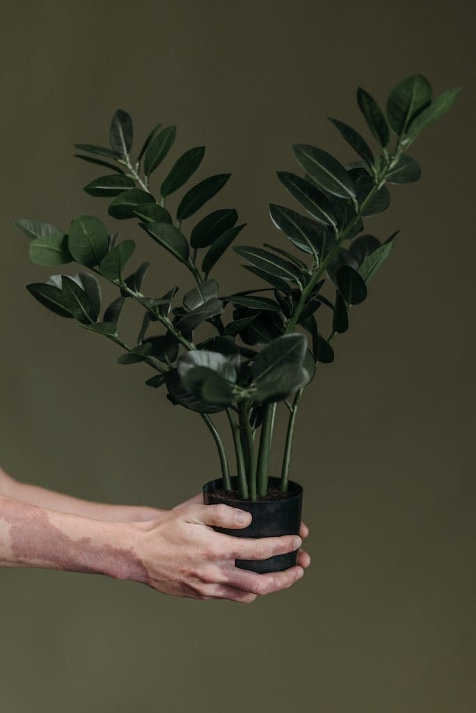 Person Holding Green Plant in Black Pot