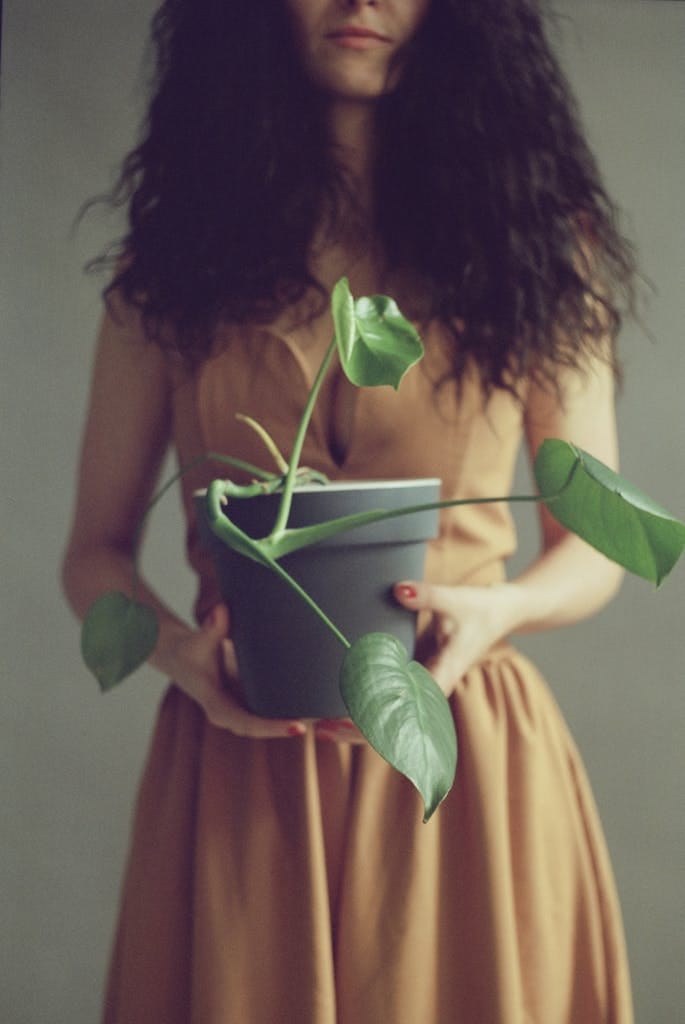 Plant Pot with Monstera Seedling in Hands of Unrecognizable Woman. zz plant leaves turning black