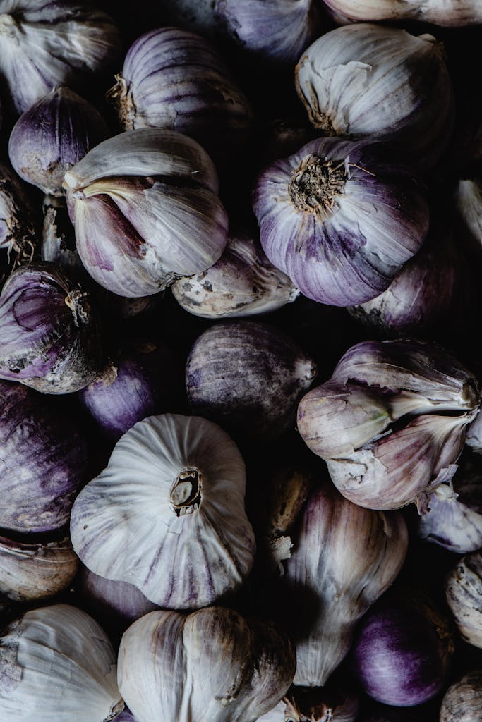Purple and White Garlic Bulbs