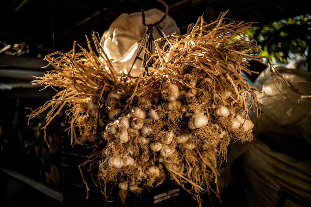 Stockpile of Garlic. when to plant garlic in florida