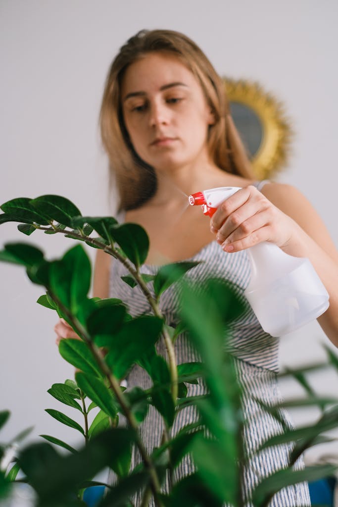 Woman spraying eternity plant from bottle at home
